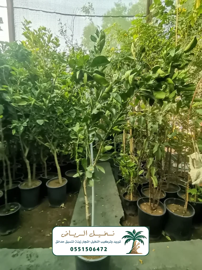 اشجار زينة في الرياض