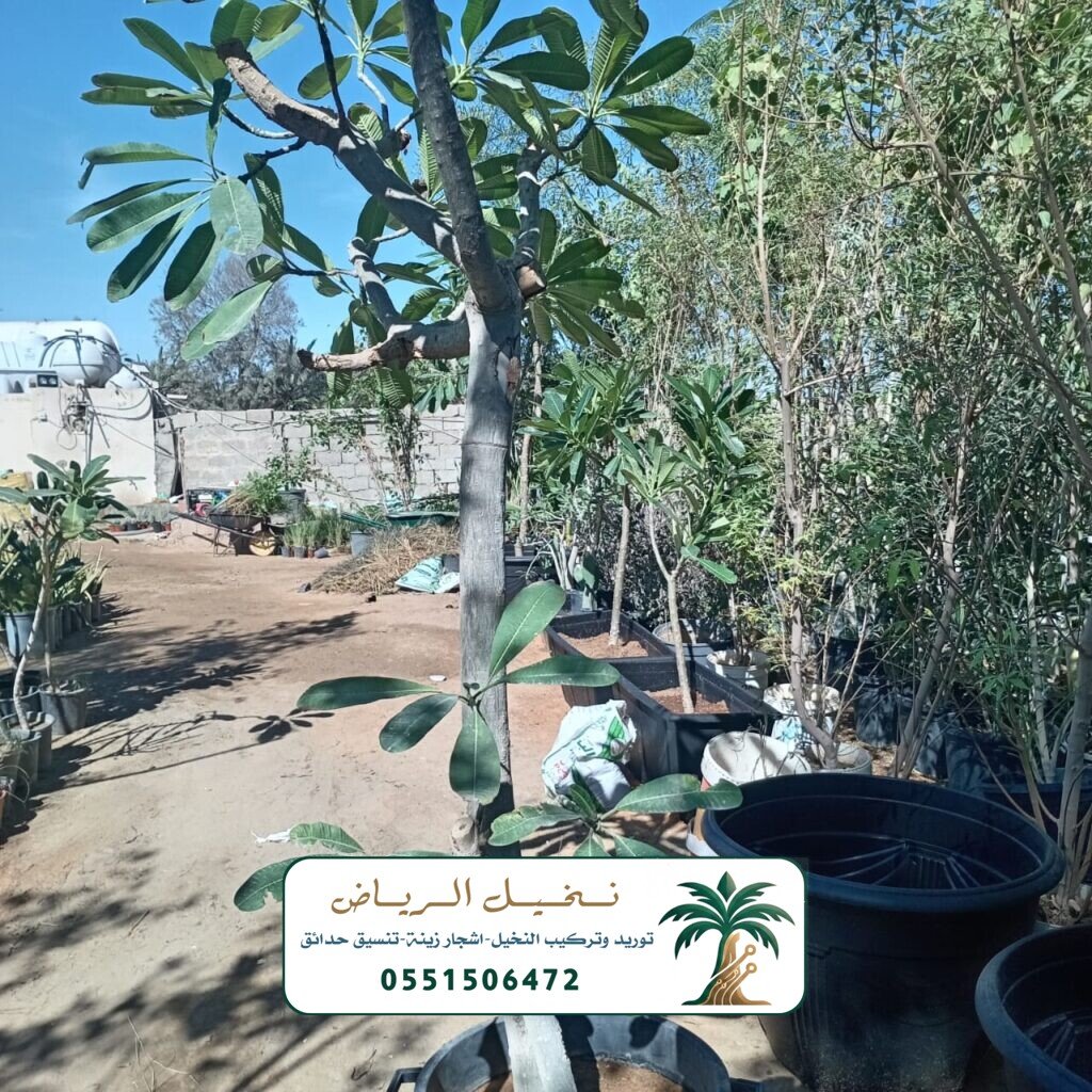 اشجار زينة في الرياض