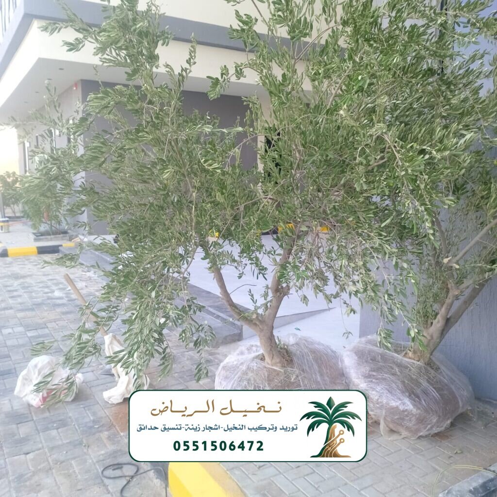 اشجار زينة في الرياض
