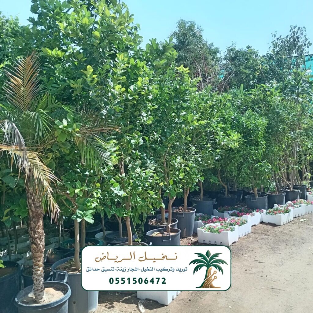 اشجار زينة في الرياض