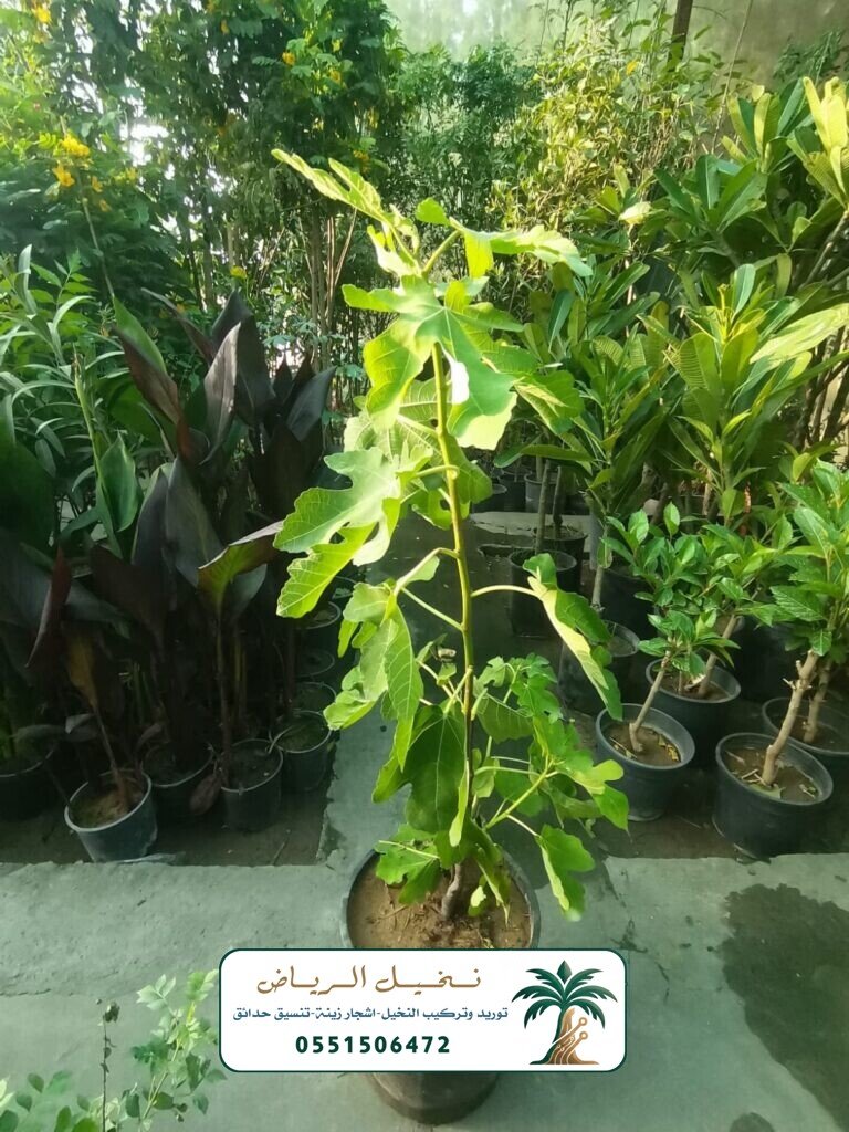 اشجار زينة في الرياض