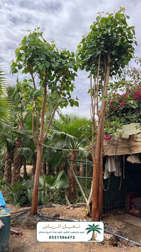 اشجار زينة في الرياض