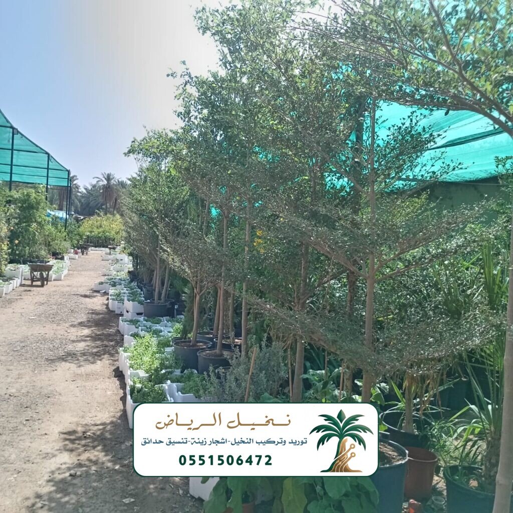 اشجار زينة في الرياض