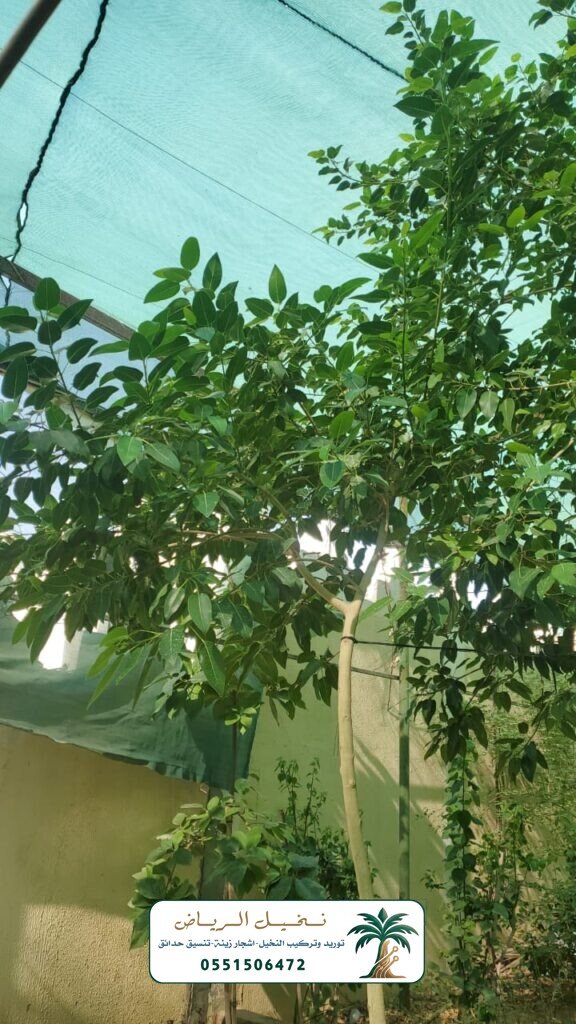 اشجار زينة في الرياض