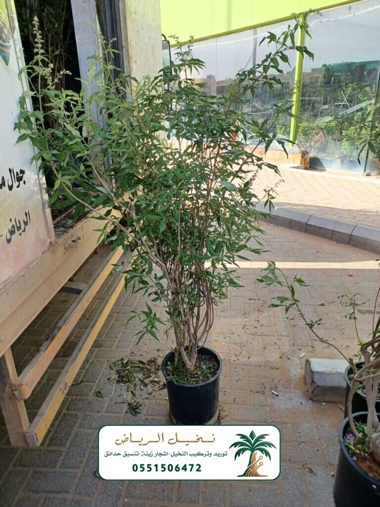 اشجار زينة في الرياض