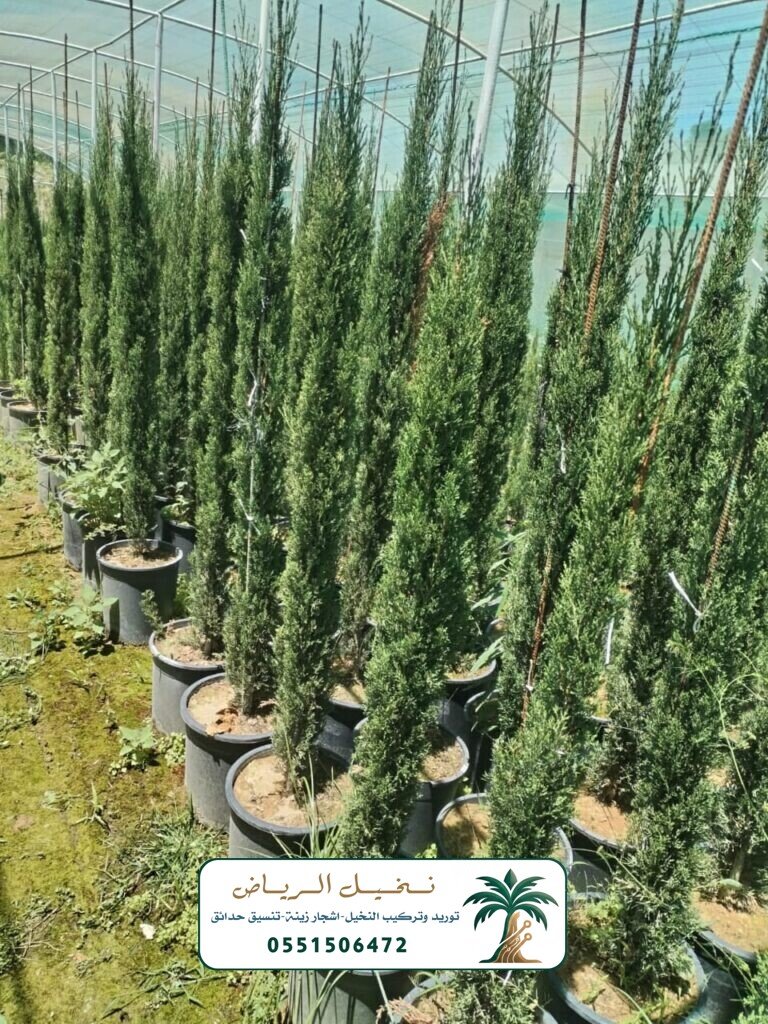 اشجار زينة في الرياض