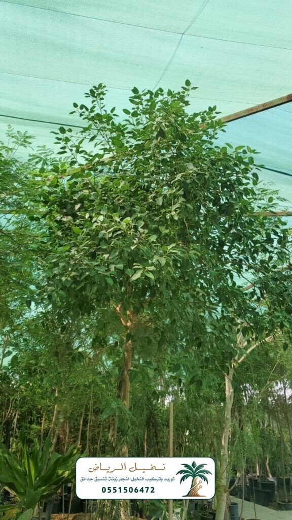 اشجار زينة في الرياض