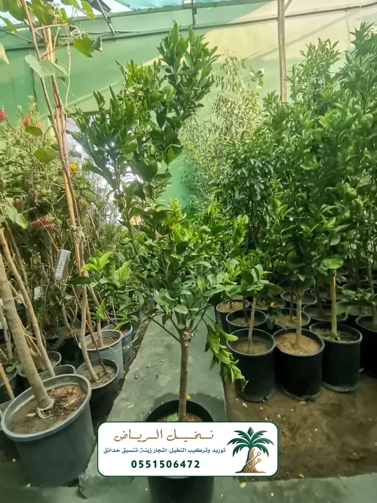 اشجار زينة في الرياض