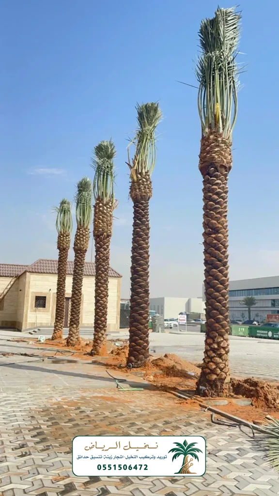 زراعة النخيل في الرياض