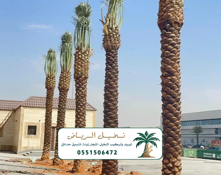 زراعة نخيل الرياض