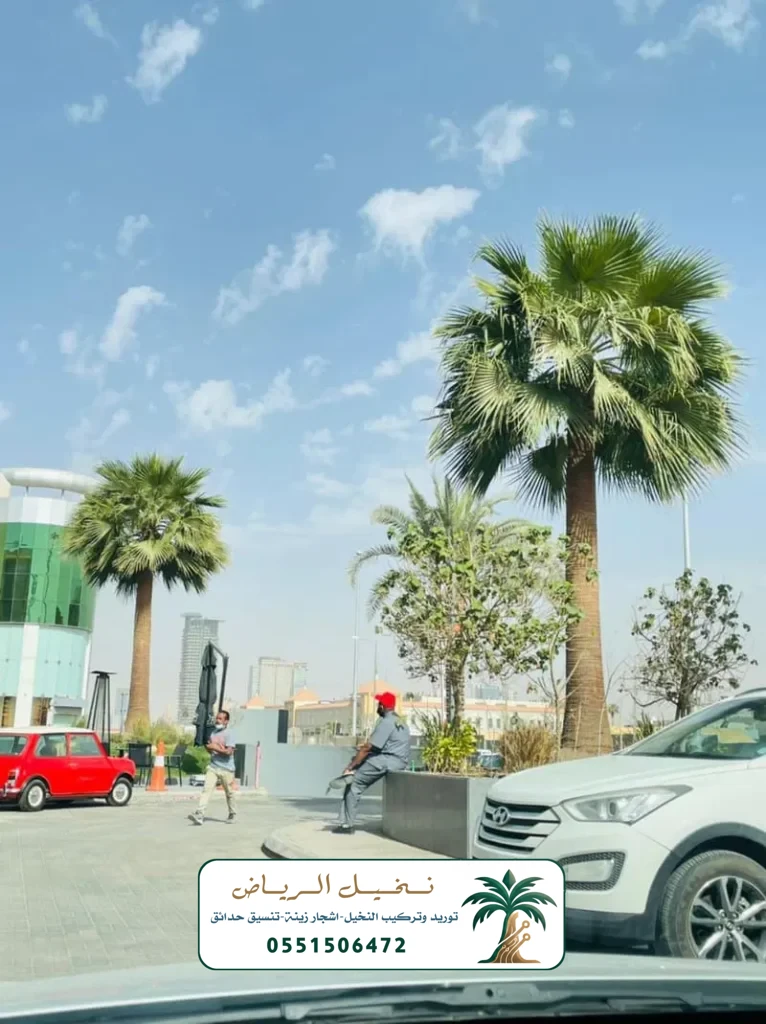 زراعة النخيل في الرياض