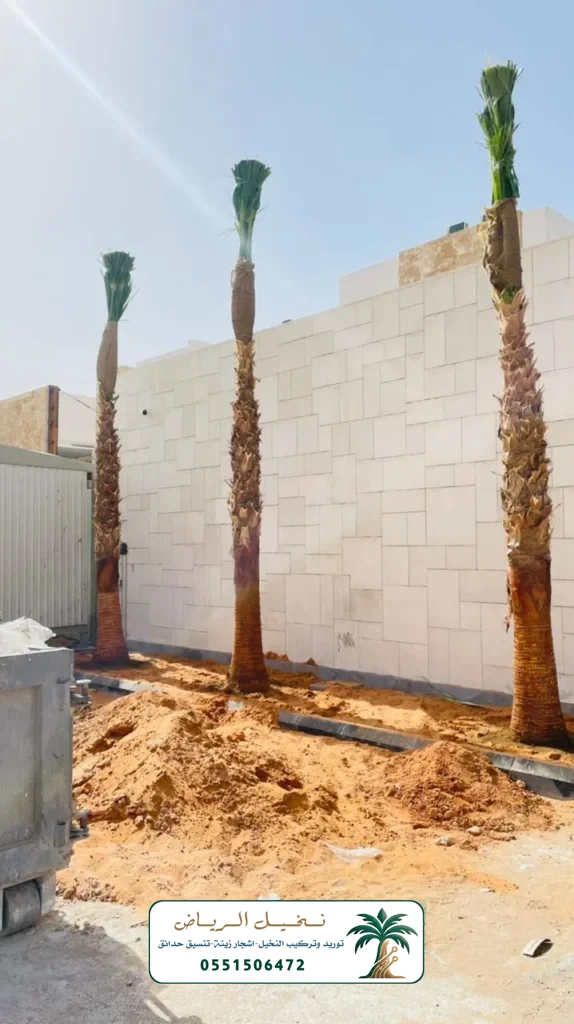 زراعة النخيل في الرياض