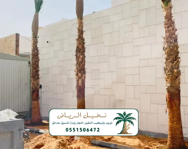 مقاول زراعة النخيل في الرياض