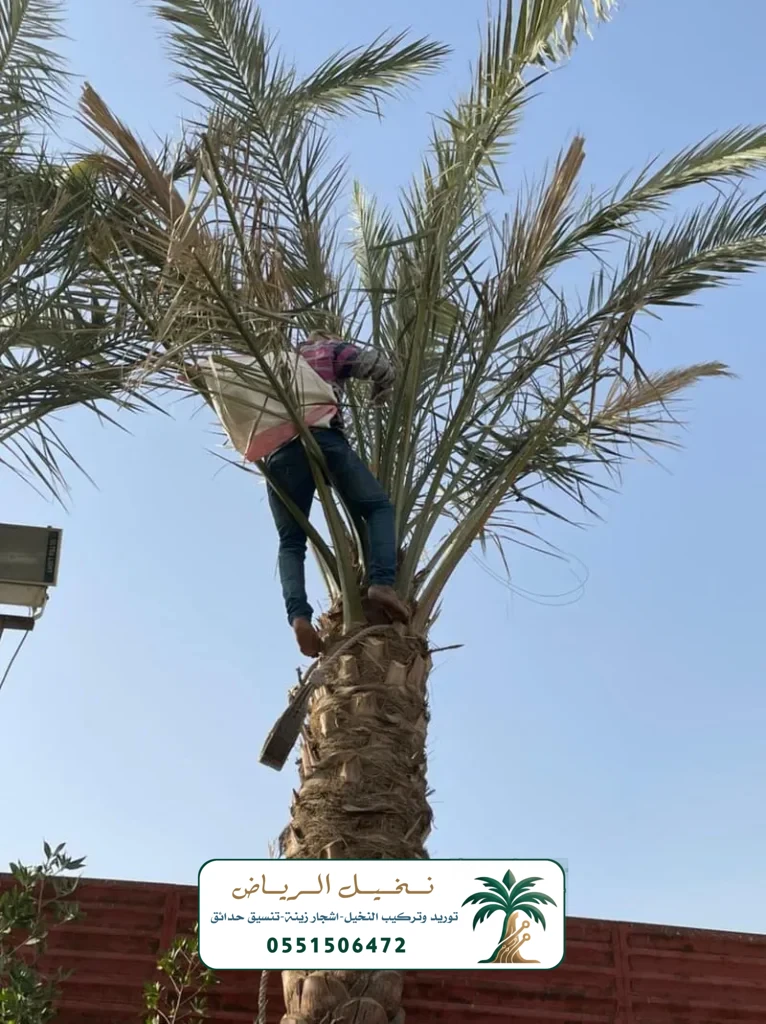 زراعة النخيل في الرياض