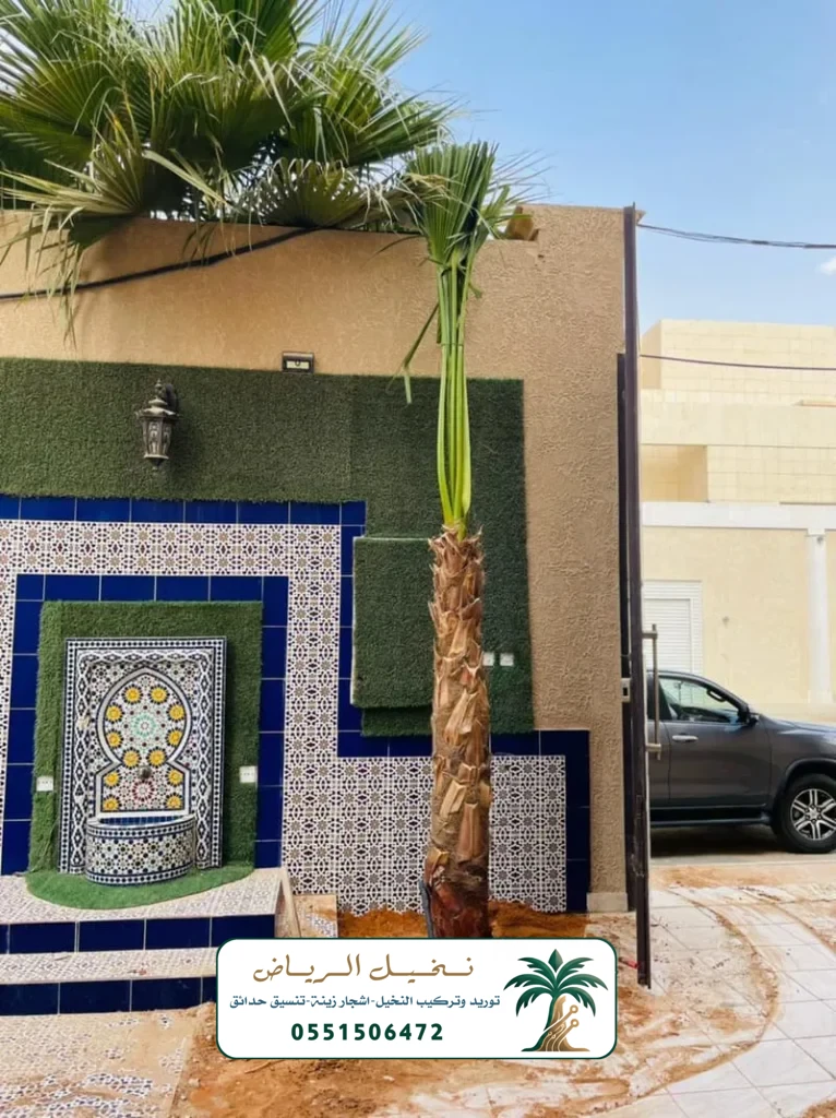 زراعة النخيل في الرياض