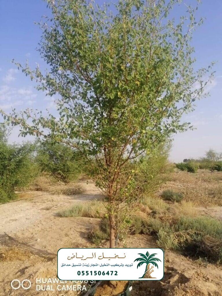 زراعة النخيل في الرياض