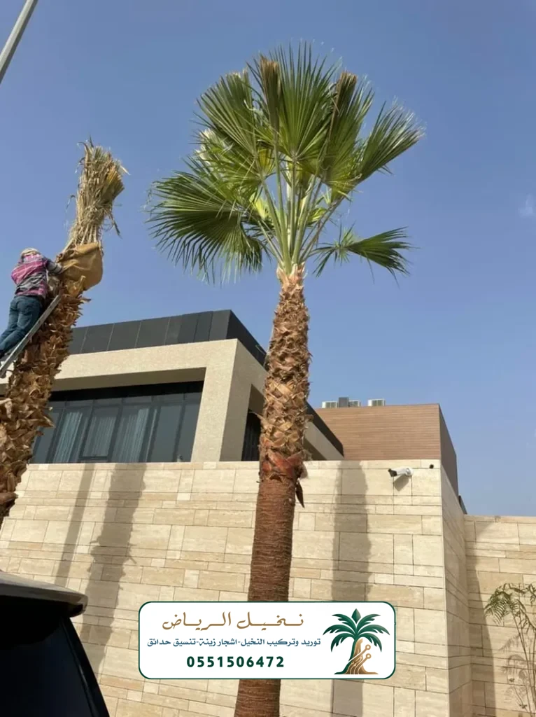 زراعة النخيل في الرياض