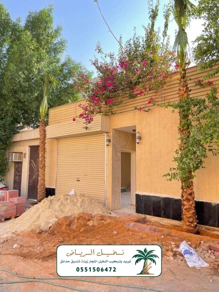 زراعة النخيل في الرياض