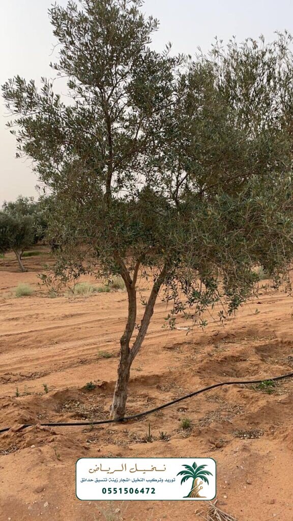 زراعة النخيل في الرياض