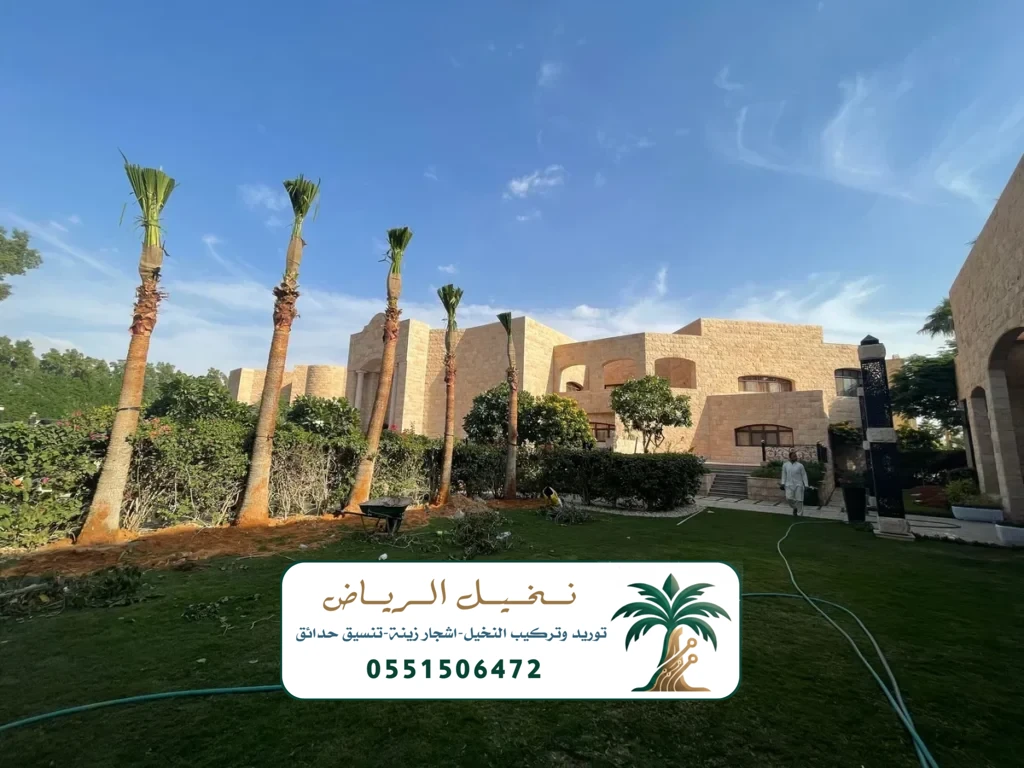 زراعة النخيل في الرياض