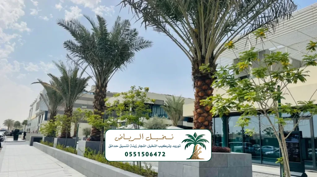 زراعة النخيل في الرياض
