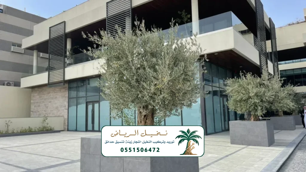 زراعة النخيل في الرياض
