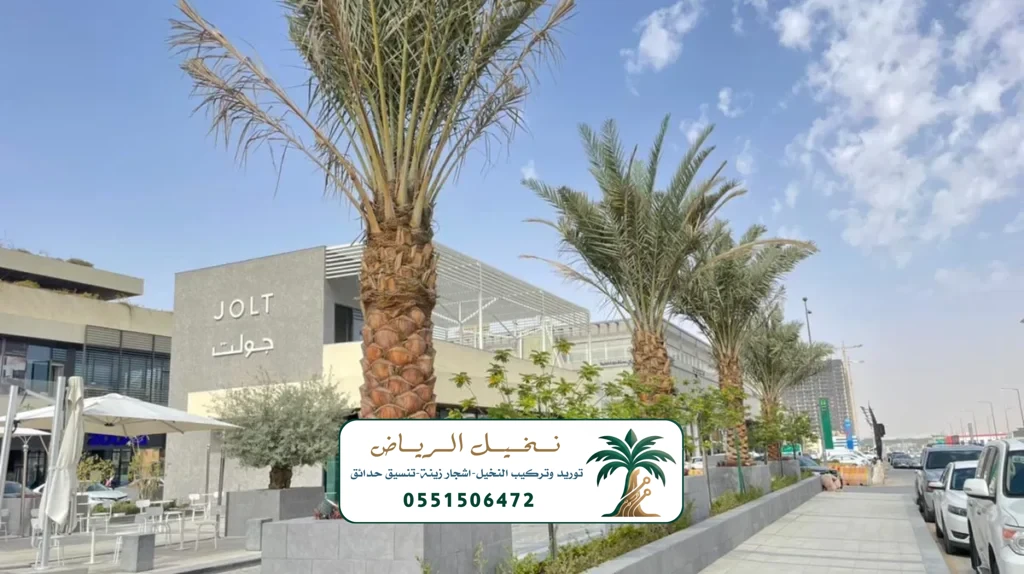زراعة النخيل في الرياض