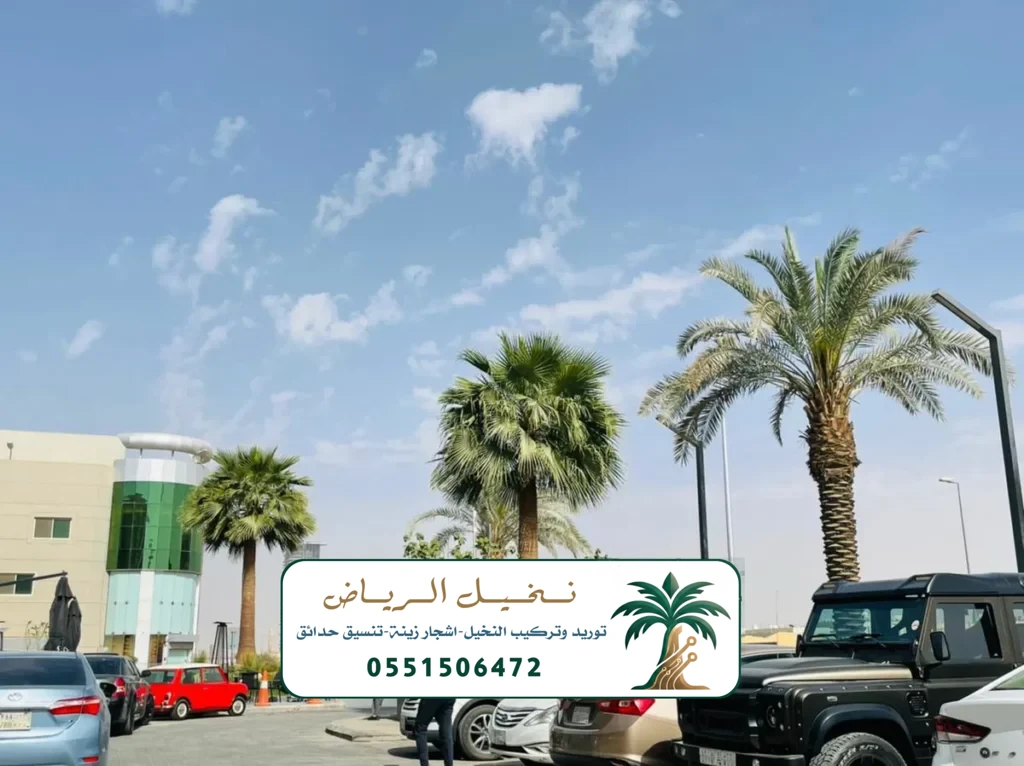 زراعة النخيل في الرياض