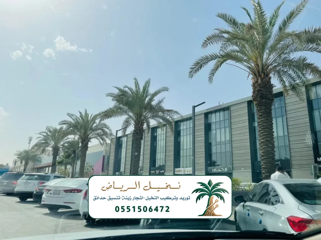 زراعة النخيل في الرياض