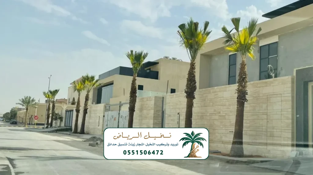 زراعة النخيل في الرياض