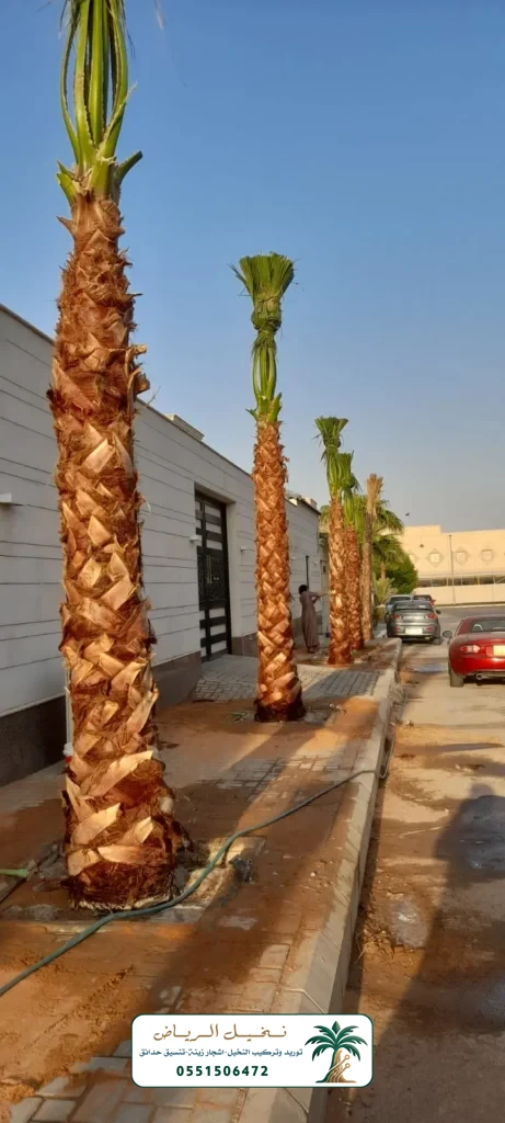 زراعة النخيل في الرياض