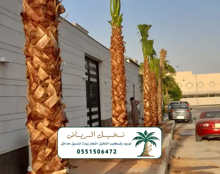 توريد نخيل الرياض