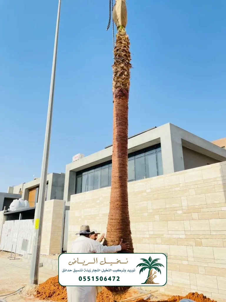 زراعة النخيل في الرياض