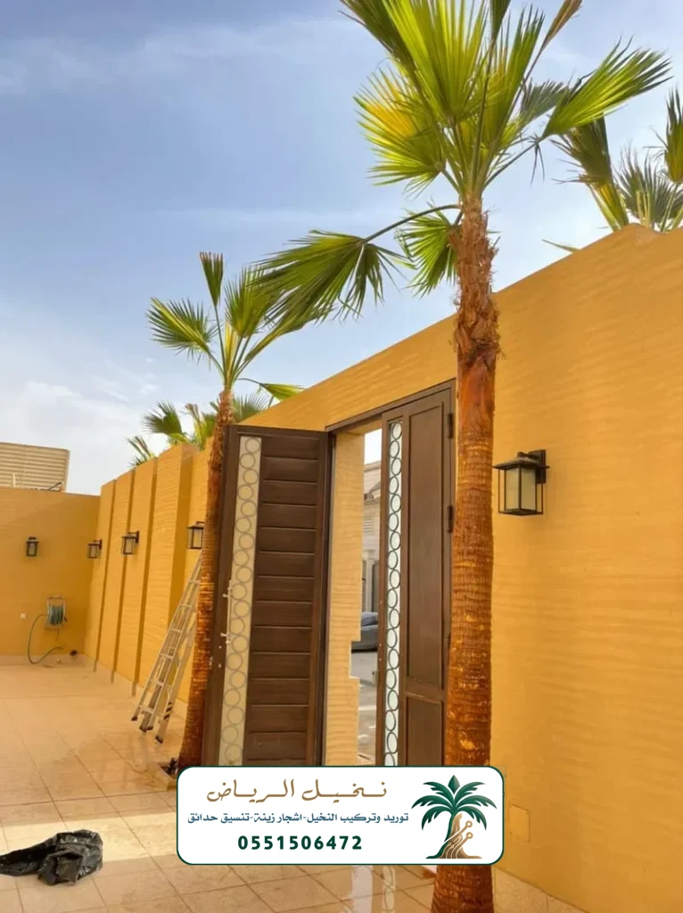 زراعة النخيل في الرياض