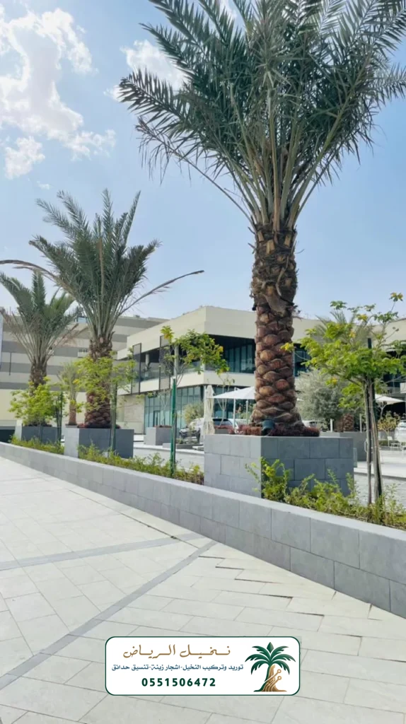 زراعة النخيل في الرياض