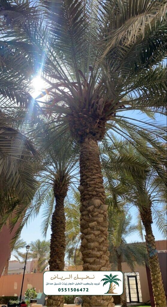 زراعة النخيل في الرياض