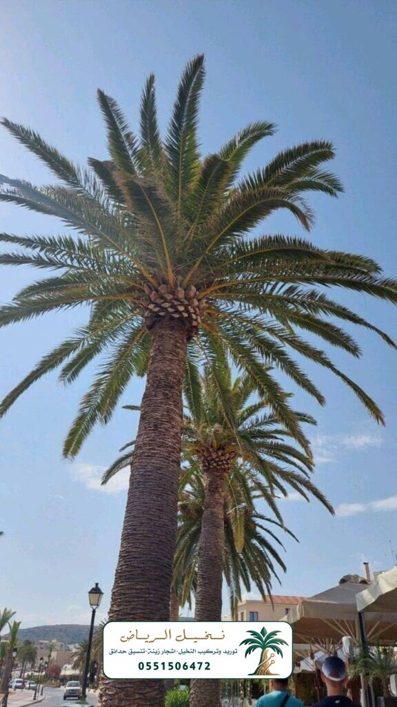 زراعة النخيل في الرياض