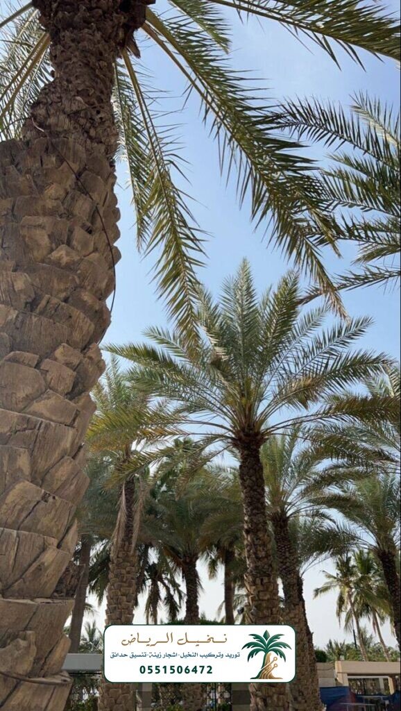 زراعة النخيل في الرياض