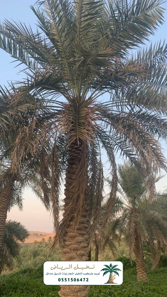 زراعة النخيل في الرياض